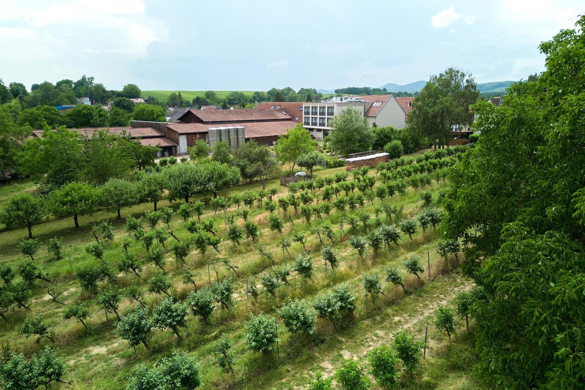 Weinhotel Fritz Walter Niederhorbach Esterno foto